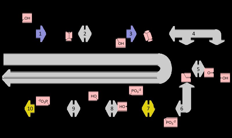 clinical-relevance-of-glycolysis