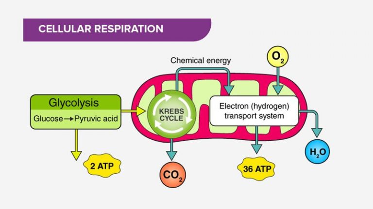 Where Does Glycolysis Occur in The Cell | Passemall Biology