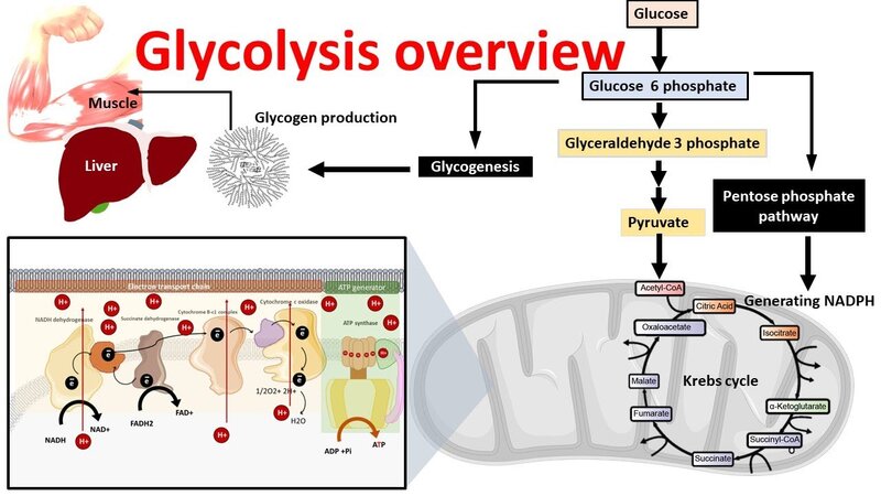 overview-of-glycolysis