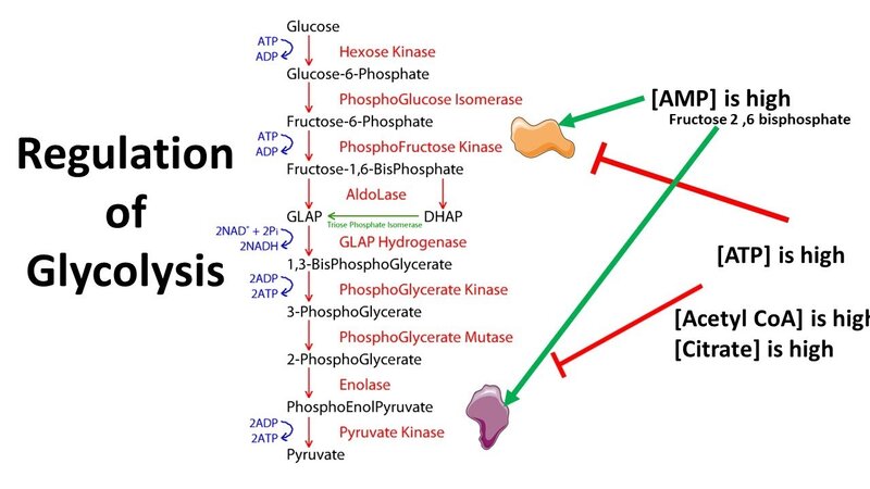 regulation-of-glycolysis