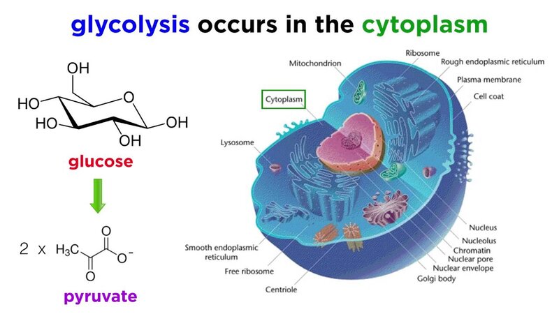 where-does-glycolysis-occur